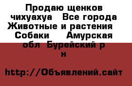 Продаю щенков чихуахуа - Все города Животные и растения » Собаки   . Амурская обл.,Бурейский р-н